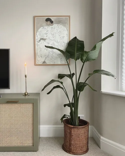 Cosi Store • Skimming Stone n°241 (Farrow & Ball)