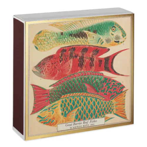 Cosi Store • Allumettes Natural History Museum Fish (Archivist)