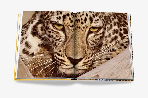 Cosi Store • Arabian Leopard (Assouline)