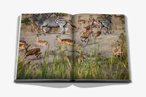 Cosi Store • Londolozi (Assouline)