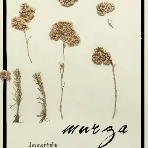 Cosi Store • Bougie Immortelle (Casanera)