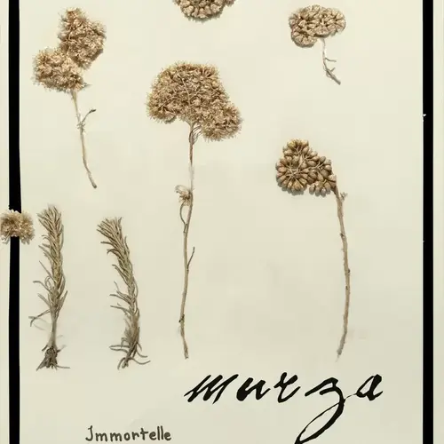 Cosi Store • Baume à l'Immortelle (Casanera)