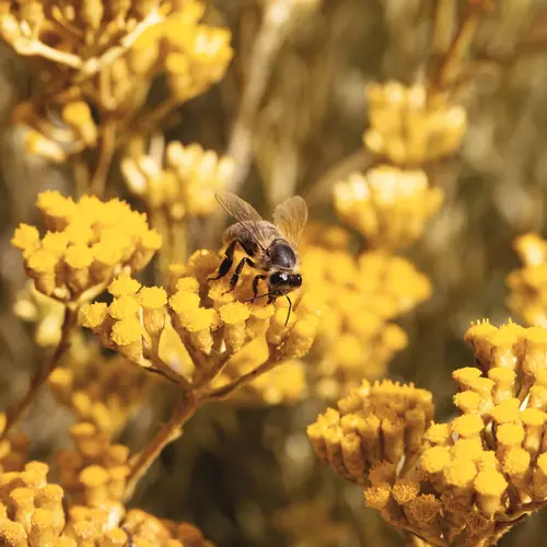 Cosi Store • Baume à l'Immortelle (Casanera)