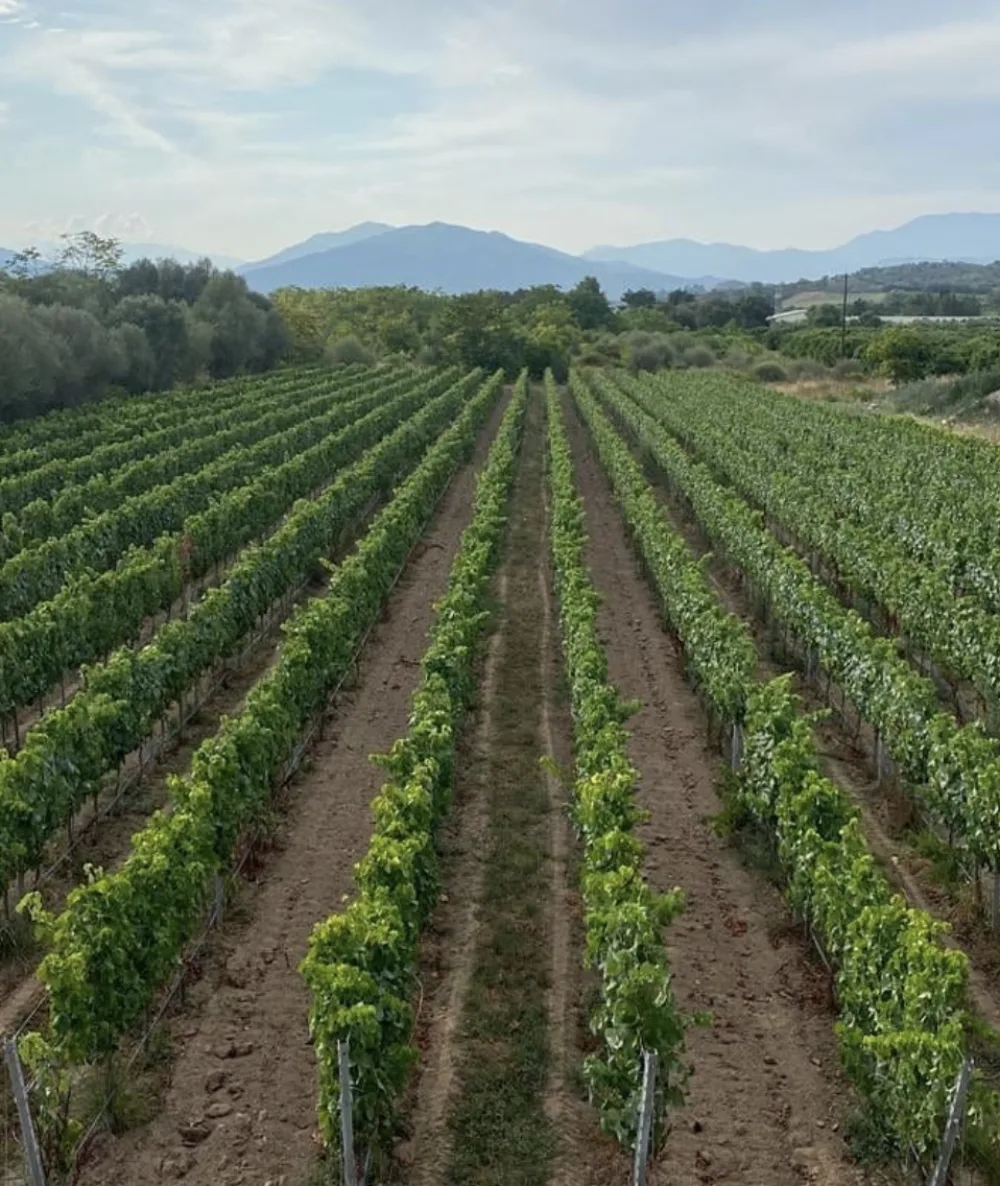 Cosi Store • Capture décran 2026 03 26 à 14 33 04