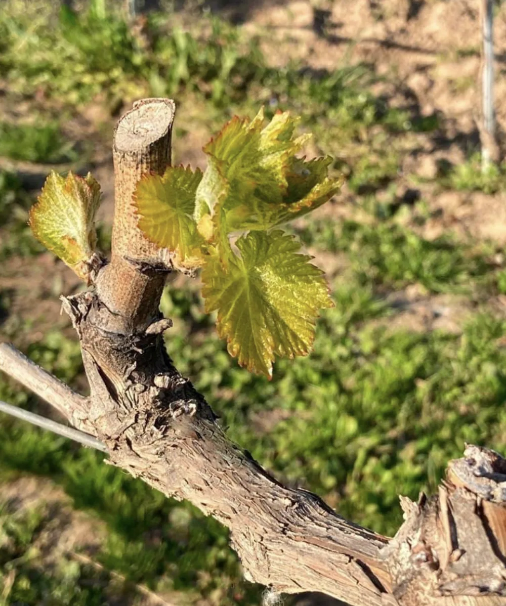 Cosi Store • Capture décran 2026 03 26 à 14 33 14